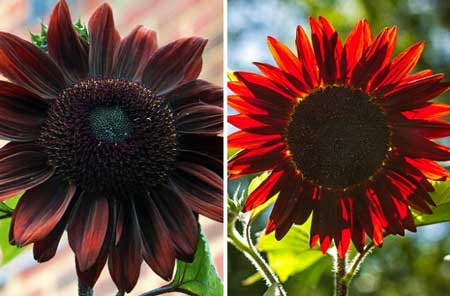 Chocolate-and-Cherry-Sunflowers-Will-Make-Your-Yard-Decadent